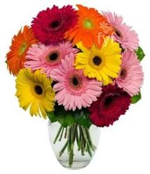 Gerbera Daisy Bouquet<BR><B>FREE NEXT DAY DELIVERY from Flowers All Over.com 
