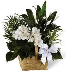 Medium Sympathy Garden<br><b>FREE DELIVERY from Flowers All Over.com 