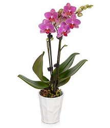 Precious Orchid Plant<br><b>FREE DELIVERY from Flowers All Over.com 