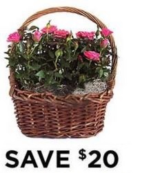 Rose Garden Basket<BR><B>FREE NEXT DAY DELIVERY from Flowers All Over.com 
