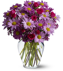 Delightfully Daisy<B> from Flowers All Over.com 