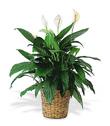 Floor Sized Spathiphyllum In Basket<b> from Flowers All Over.com 