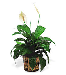 Small Spathiphyllum<br> In Basket<b> from Flowers All Over.com 