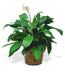 Medium Spathiphyllum<br> In basket<b> from Flowers All Over.com 