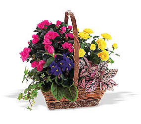 Nature's Garden Basket<b> from Flowers All Over.com 